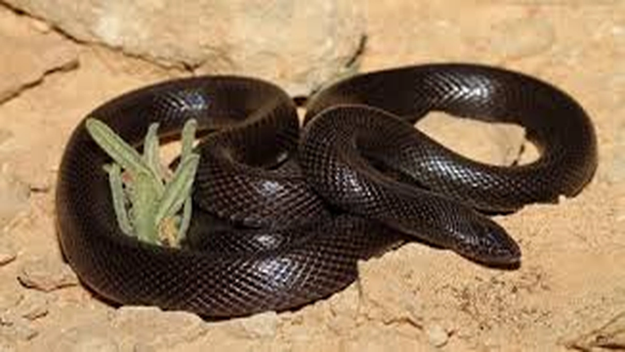 صورة تفسير حلم الثعبان الاسود