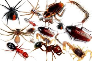 تفسير حلم الحشرات في المنام