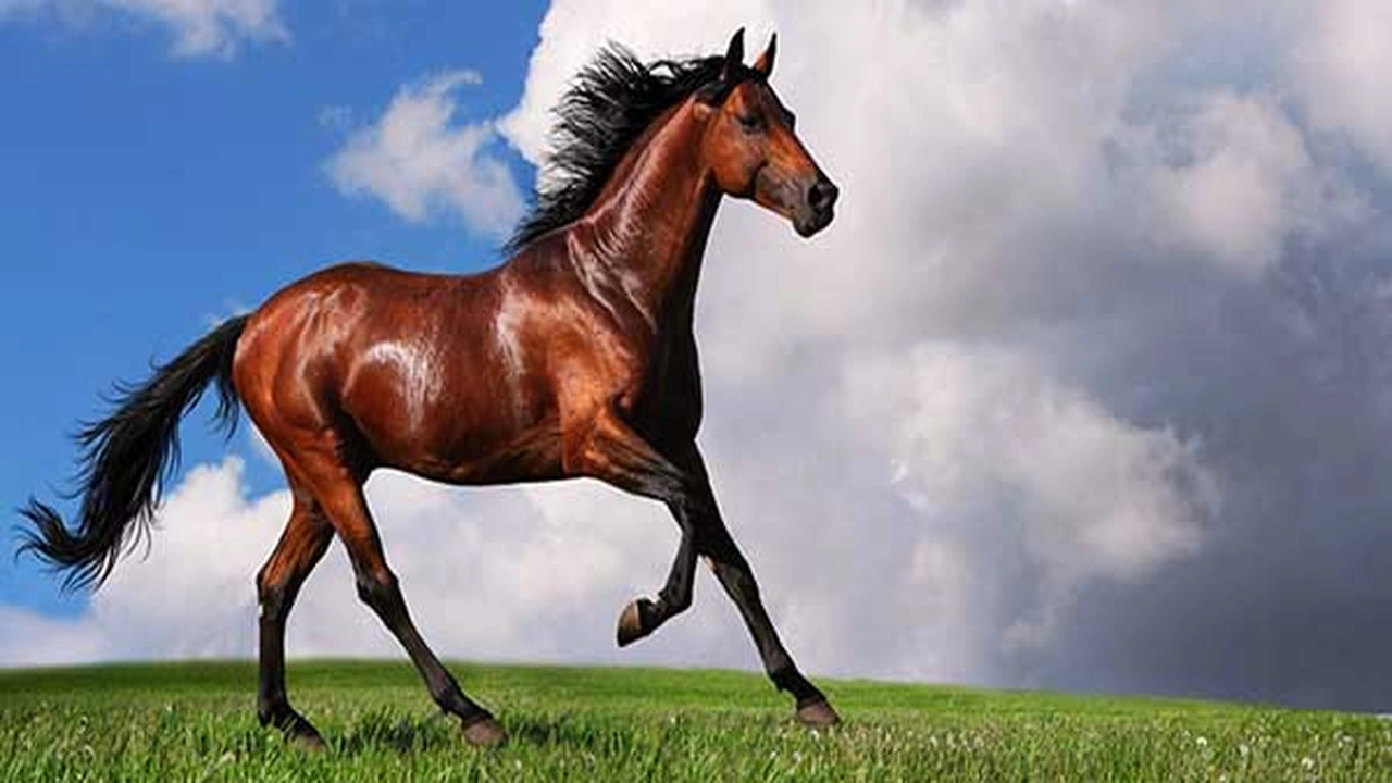 صورة تفسير حلم الحصان في المنام