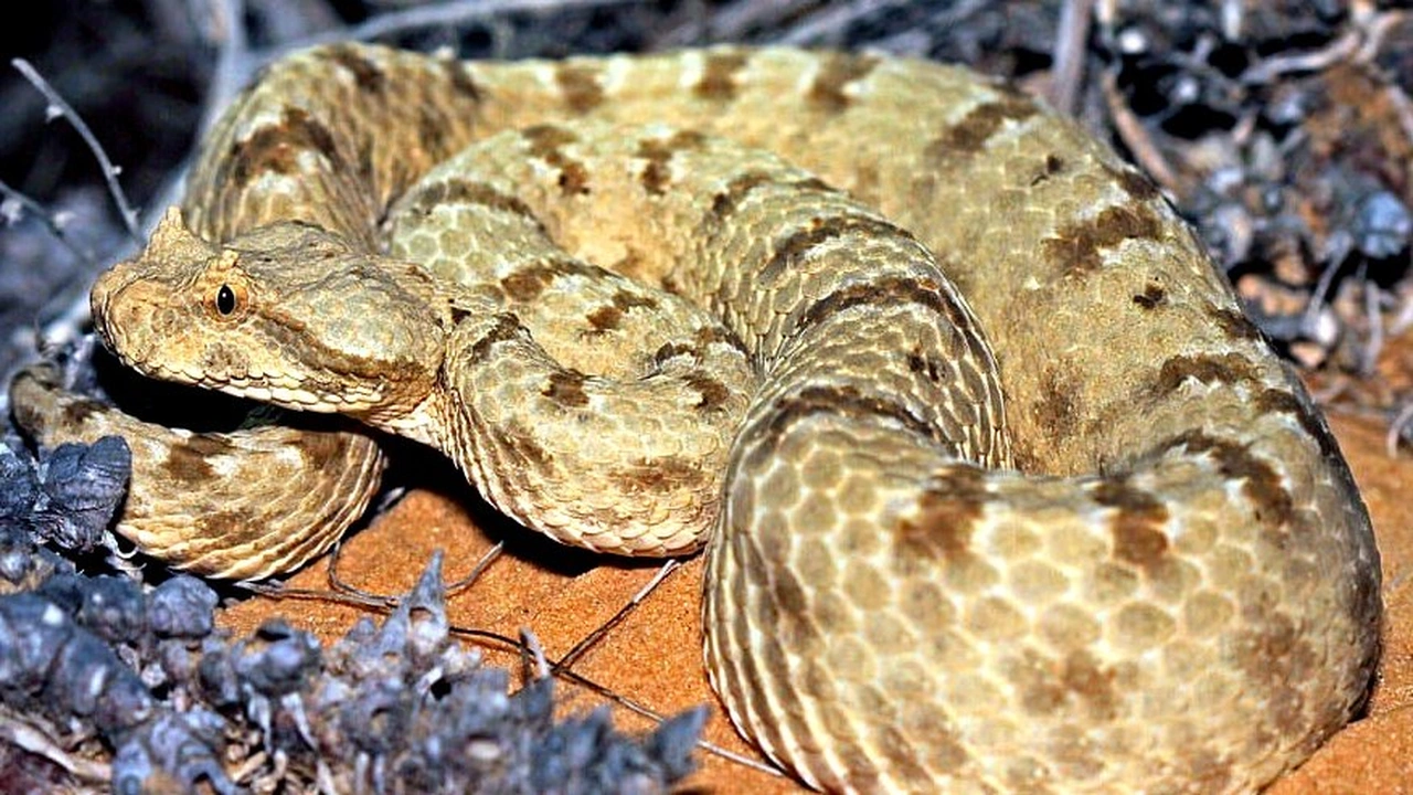 صورة تفسير حلم الحية في المنام