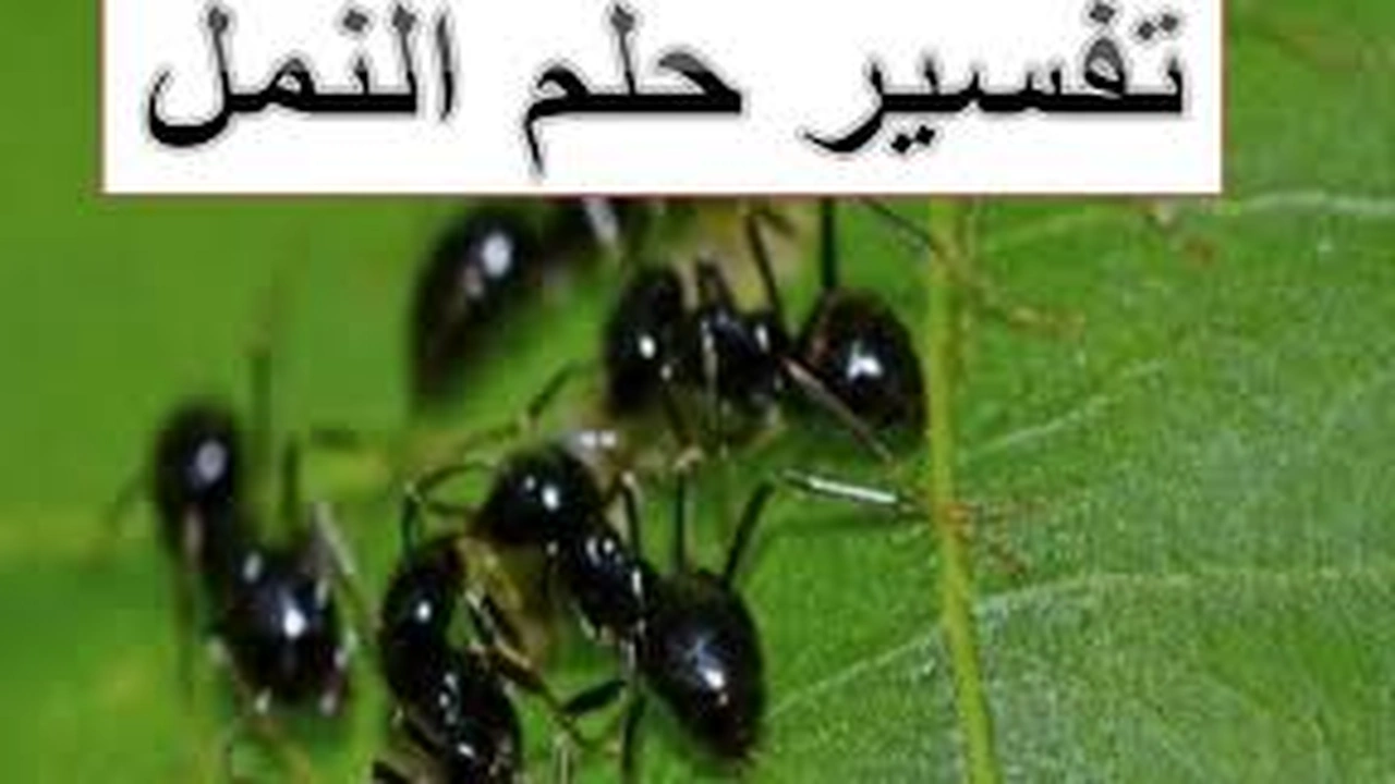 صورة تفسير حلم النمل الاسود