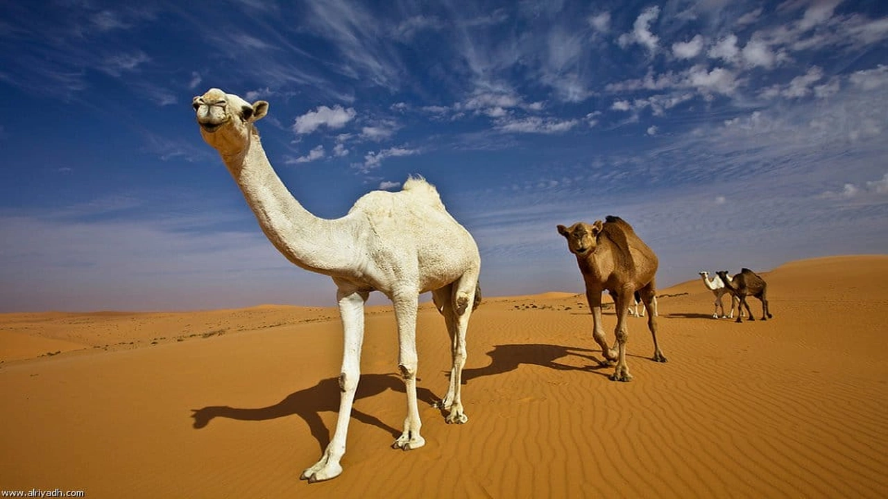 صورة تفسير حلم رؤية الجمل في المنام