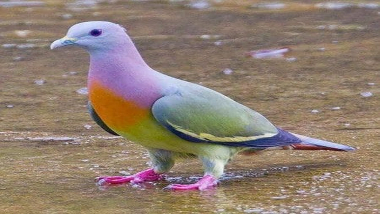 صورة تفسير حلم رؤية الحمام في المنام