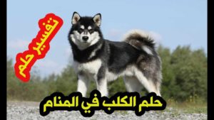 تفسير حلم رؤية الكلب في المنام بالتفصيل