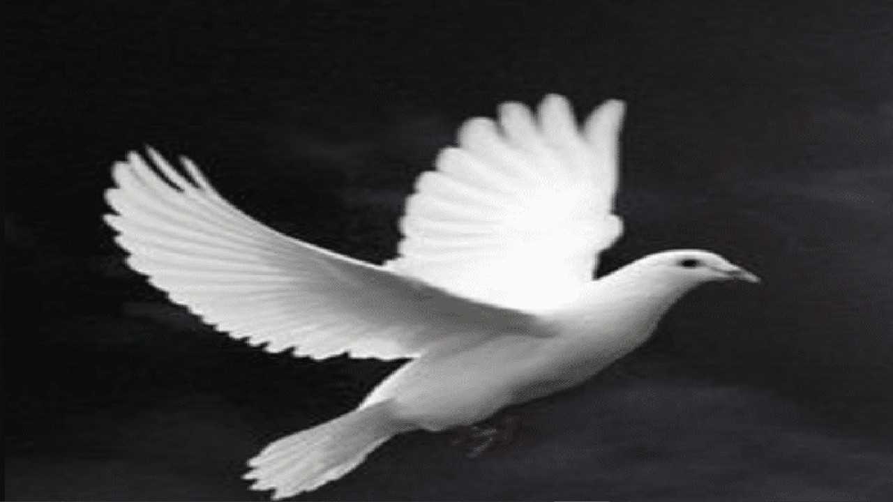 صورة تفسير حلم رؤية اليمامة البيضاء