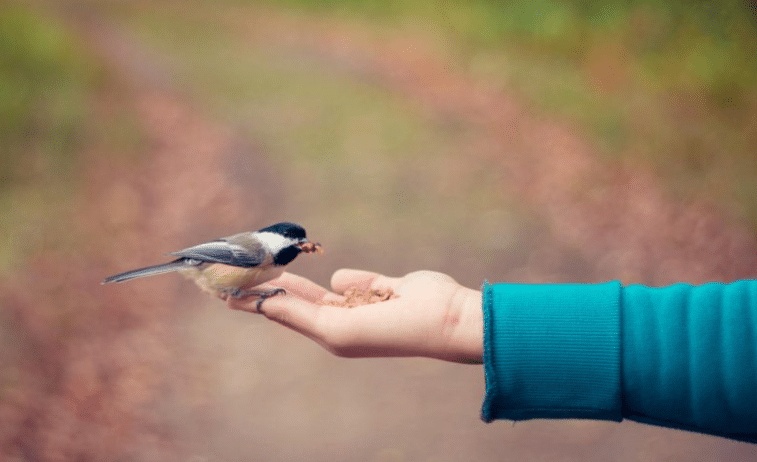 تفسير رؤية إطعام العصافير في الحلم