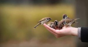 تفسير رؤية إطعام العصافير في الحلم