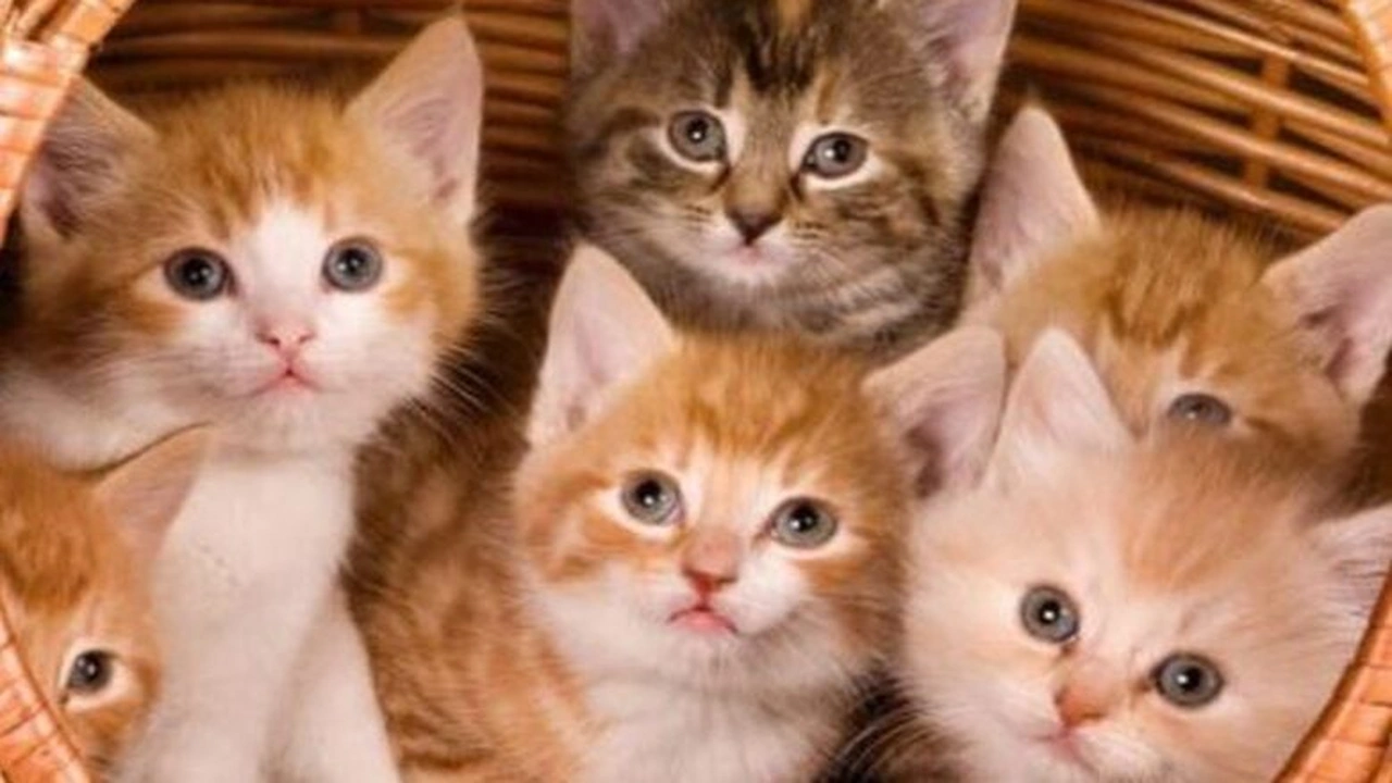 صورة تفسير رؤية القطط في المنام