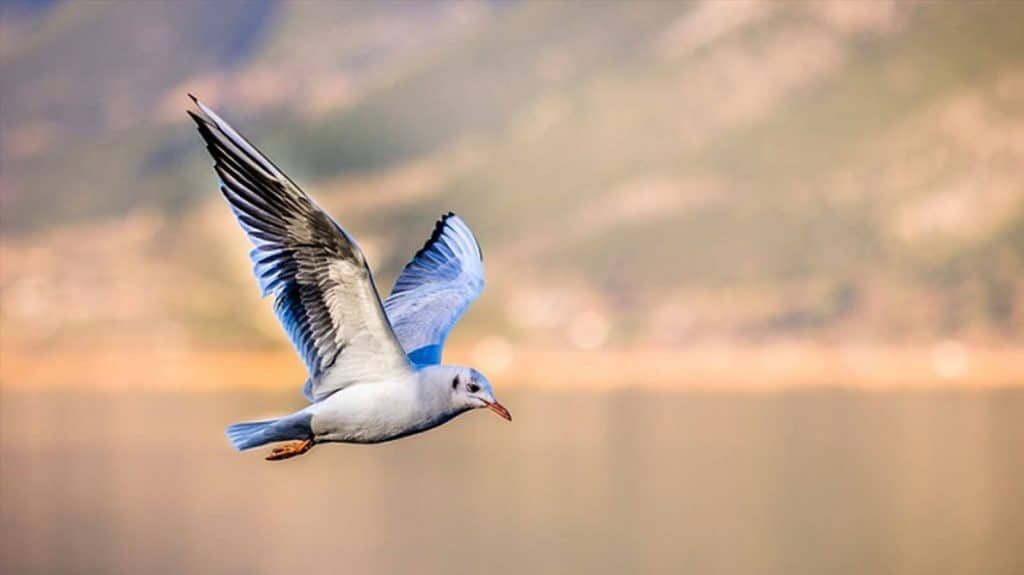 تفسير رؤية فراخ العصافير في الحلم