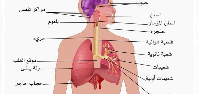 تقرير عن الجهاز التنفسي