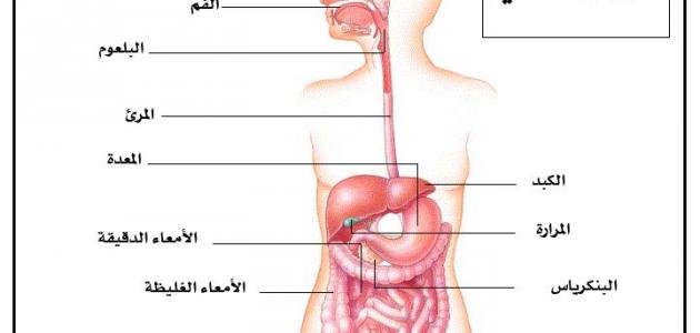 تقرير عن الجهاز الهضمي