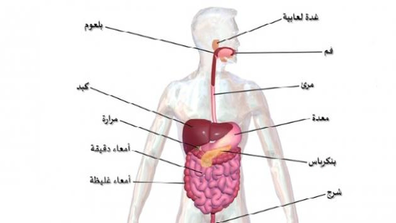 صورة تقرير عن الجهاز الهضمي