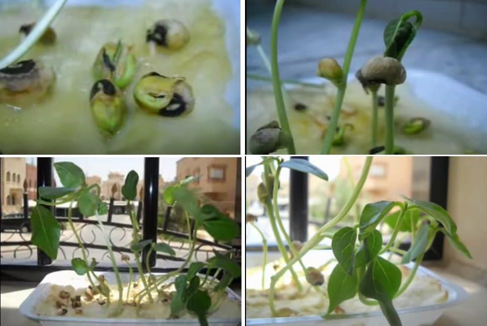 خطوات الزراعة للاطفال بالصور