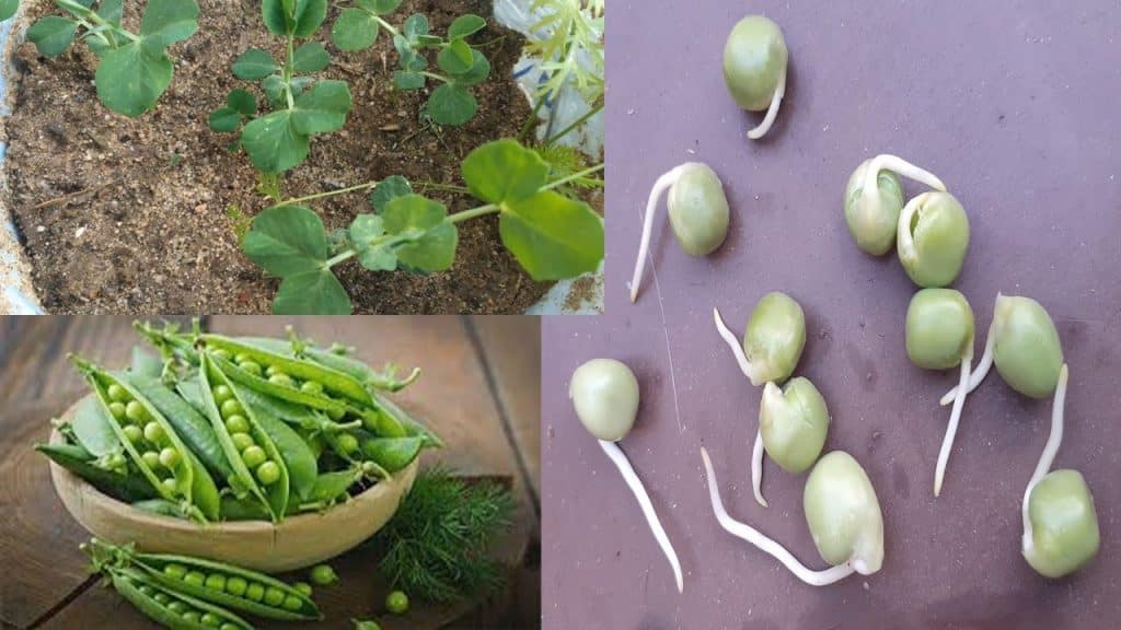 خطوات الزراعة للاطفال بالصور