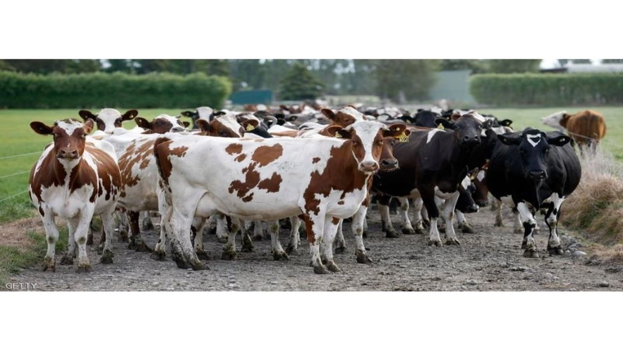 صورة خلطة علف تسمين العجول