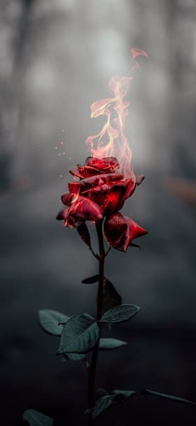 خلفيات الشاشة للهاتف