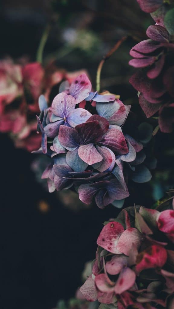 خلفيات بنفسجية