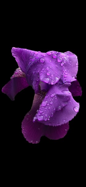 خلفيات بنفسجية