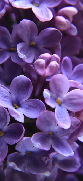 خلفيات بنفسجية