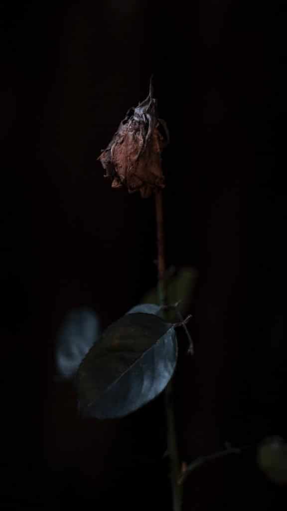خلفيات سوداء فخمة
