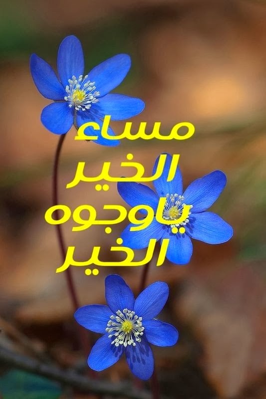 خلفيات مساء الخير