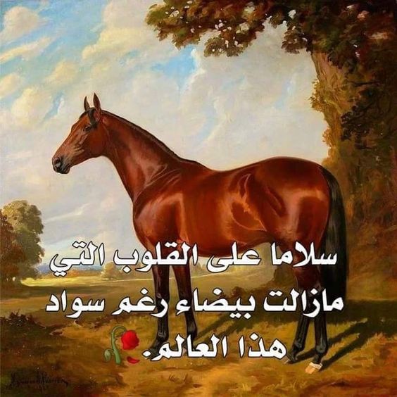 خلفيات مكتوب عليها حكم عن الحياة