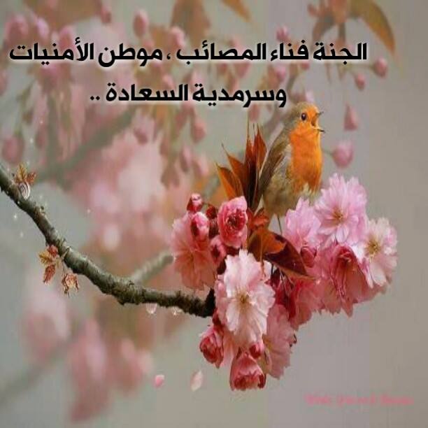 خلفيات واتس اب حلوة
