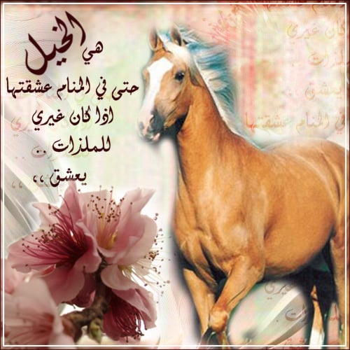 خواطر عن الخيل