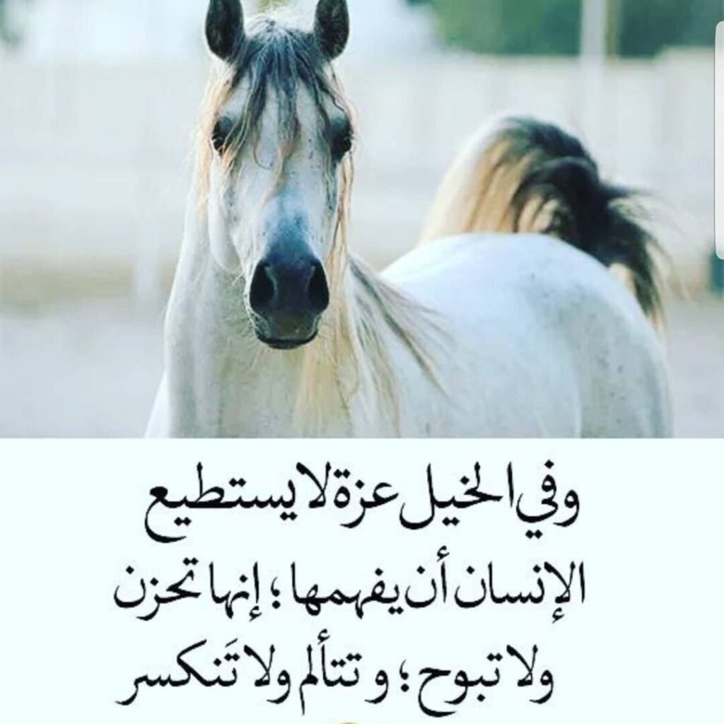 خواطر عن الخيل