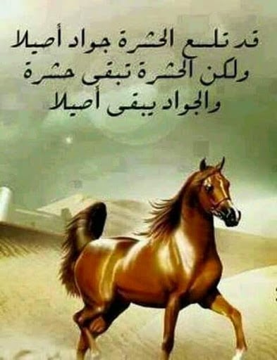 خواطر عن الخيل