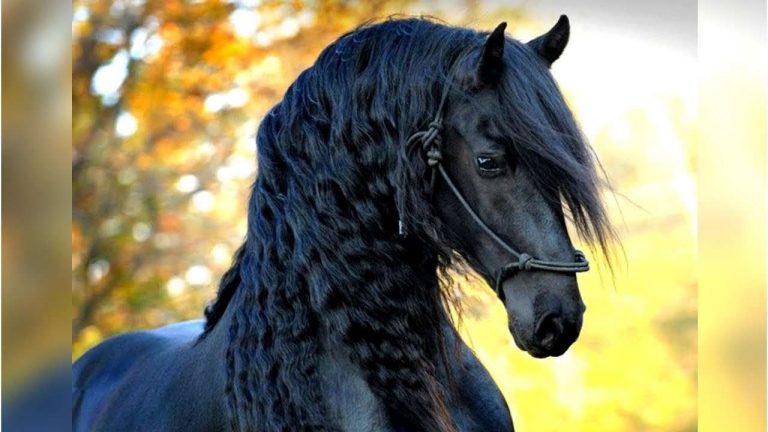 خواطر عن الخيل