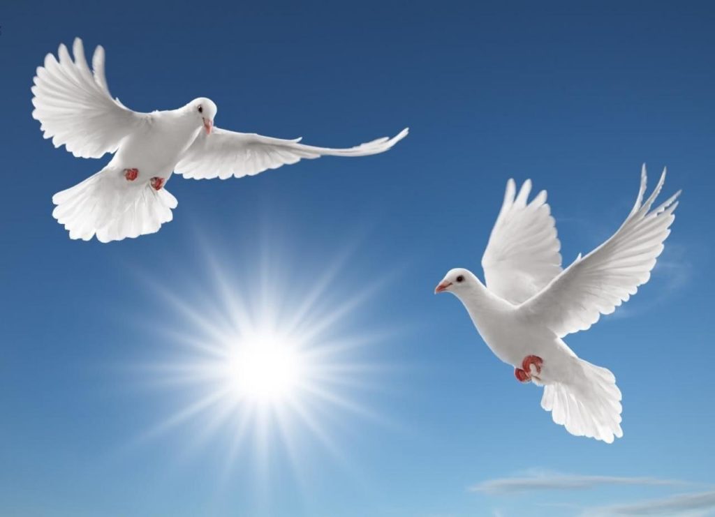 خواطر عن السلام