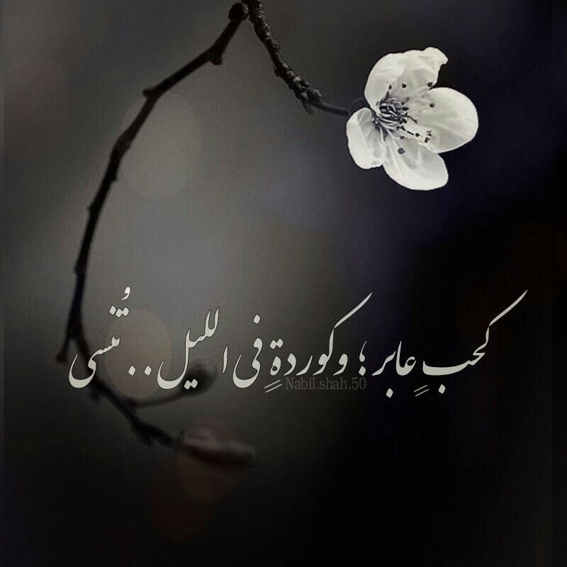 خواطر عن الليل والحب