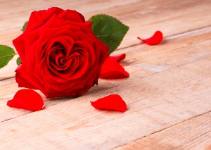 خواطر عن الورد الأحمر