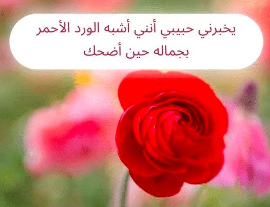 خواطر عن الورد الأحمر