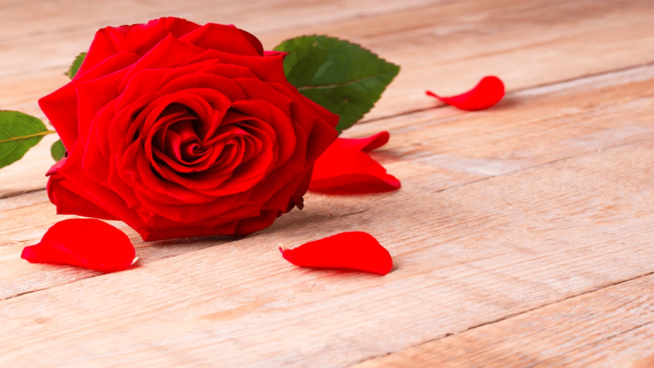 صورة خواطر عن الورد الأحمر