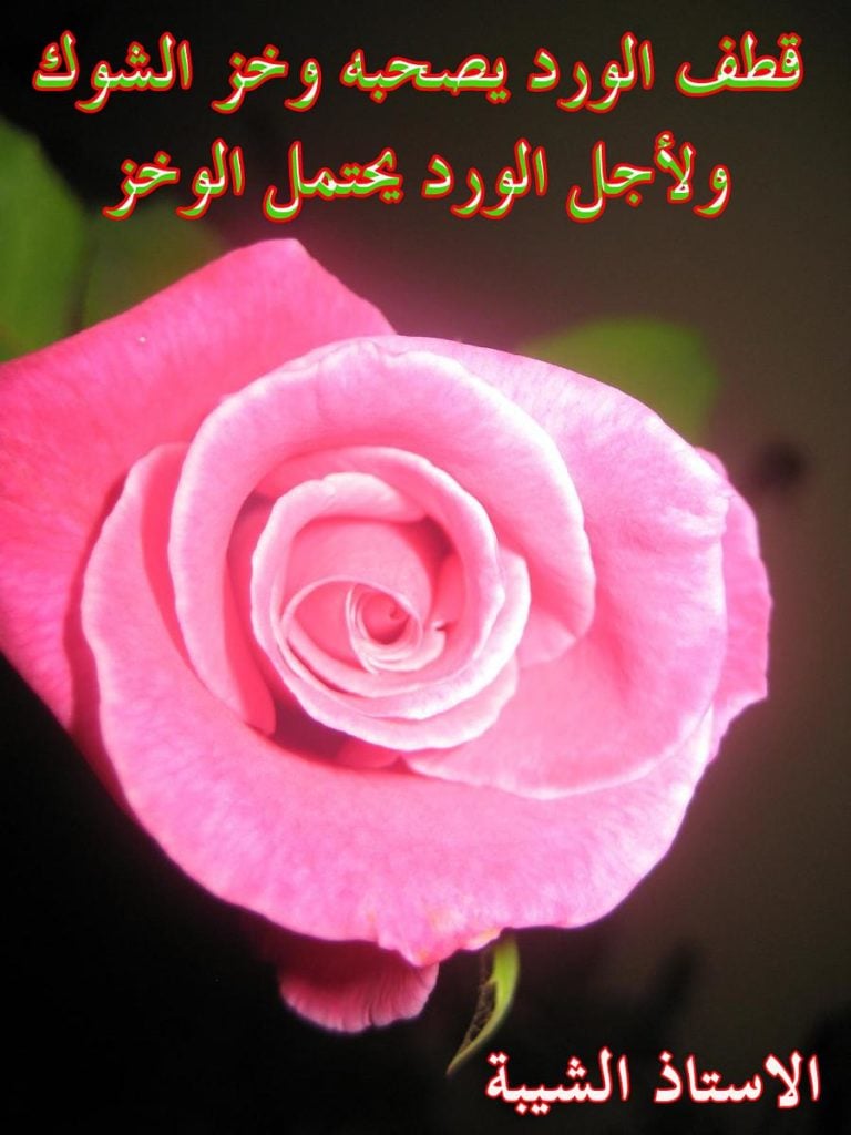 خواطر عن الورد والشوك