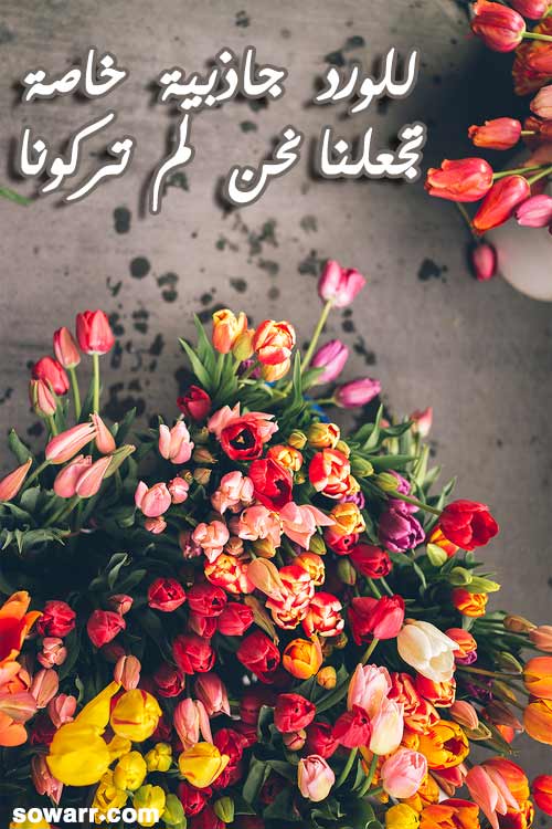 خواطر عن الورد والشوك