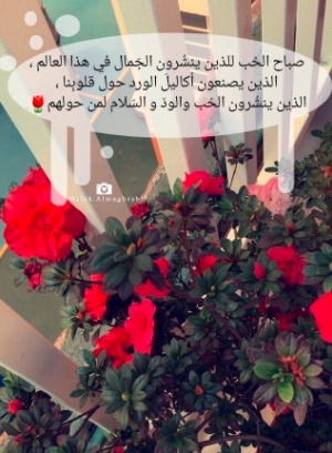 خواطر عن الورد