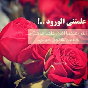 خواطر عن الورد