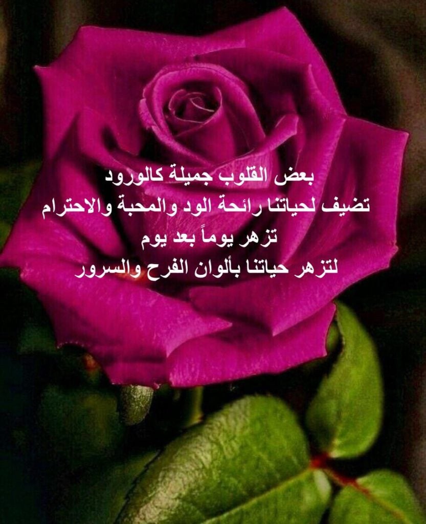 خواطر عن الورد