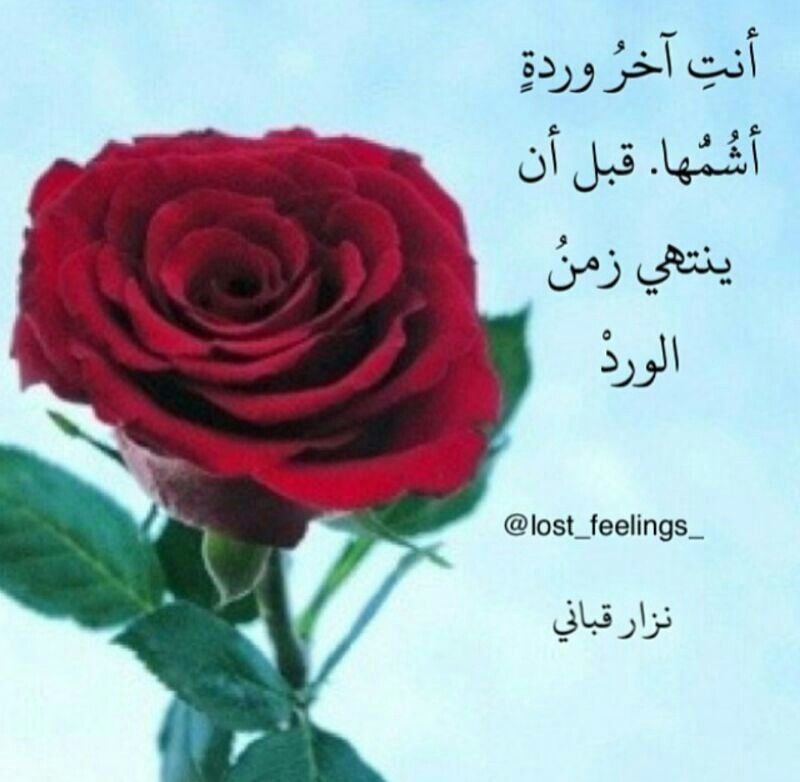 خواطر عن الورد