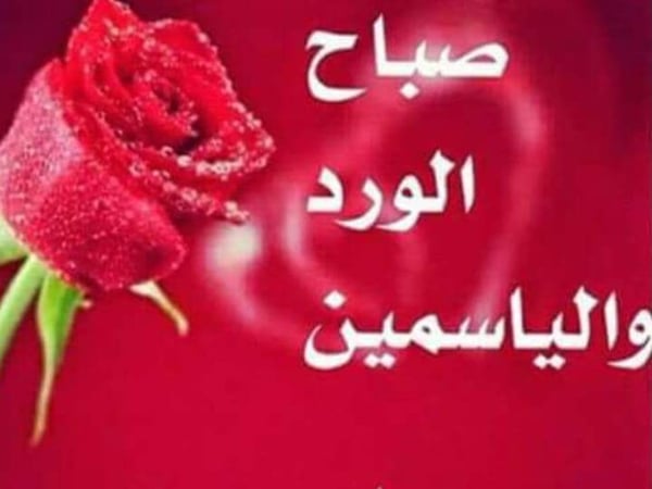 رد على صباح الورد