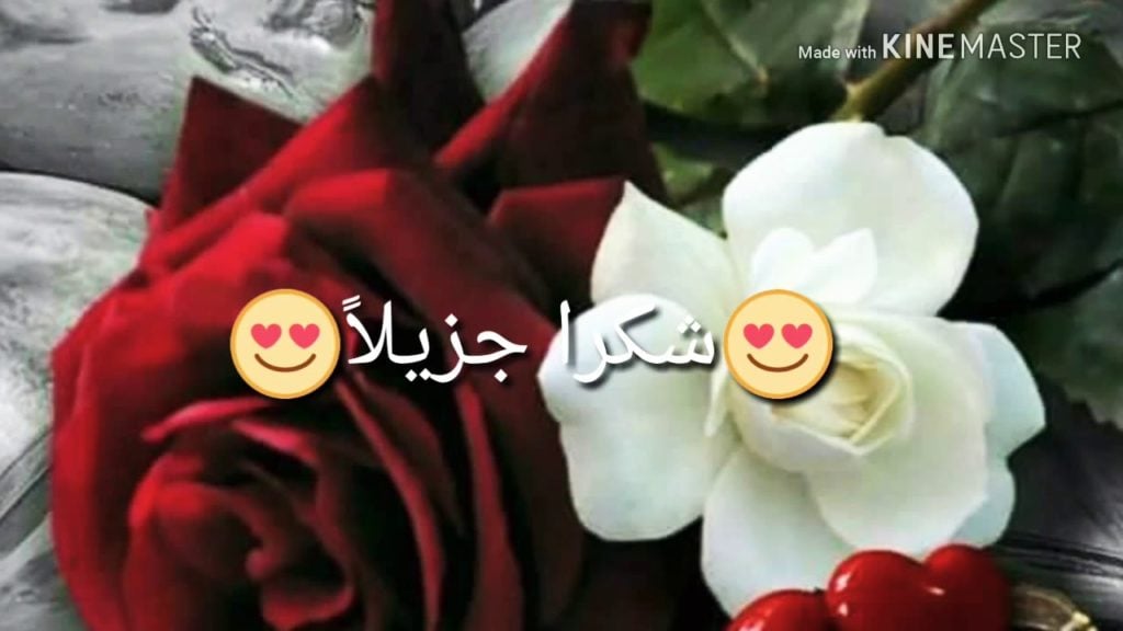 رد على نورتي