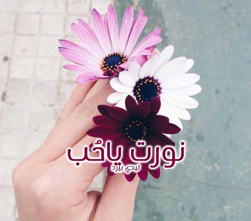 رد على نورتي
