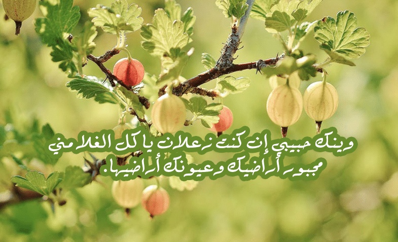 رسائل اعتذار طويلة للتعبير
