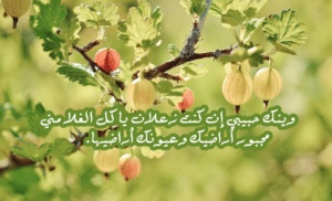 رسائل اعتذار طويلة للتعبير