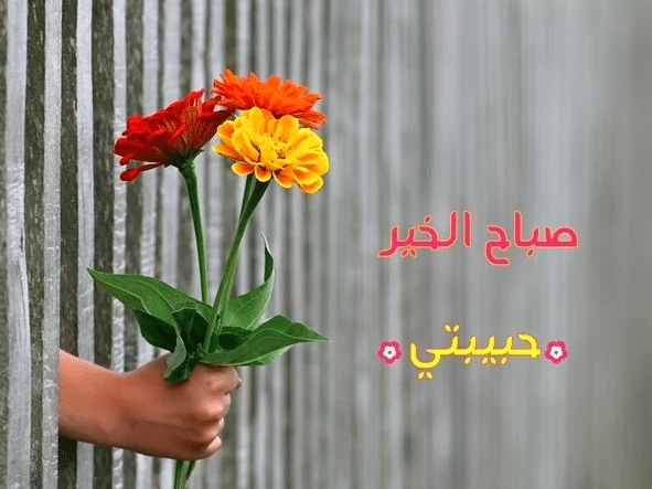 رسائل صباحية للحبيبة