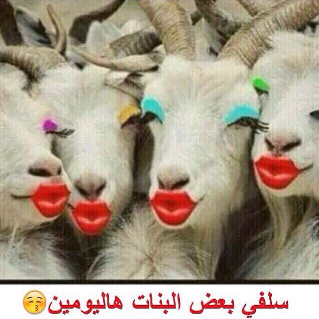 رسائل ضحك وهزار