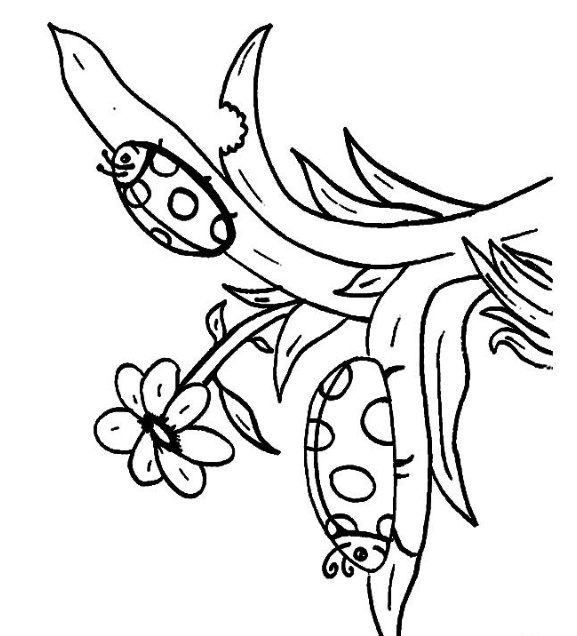 رسومات تلوين الدعسوقة